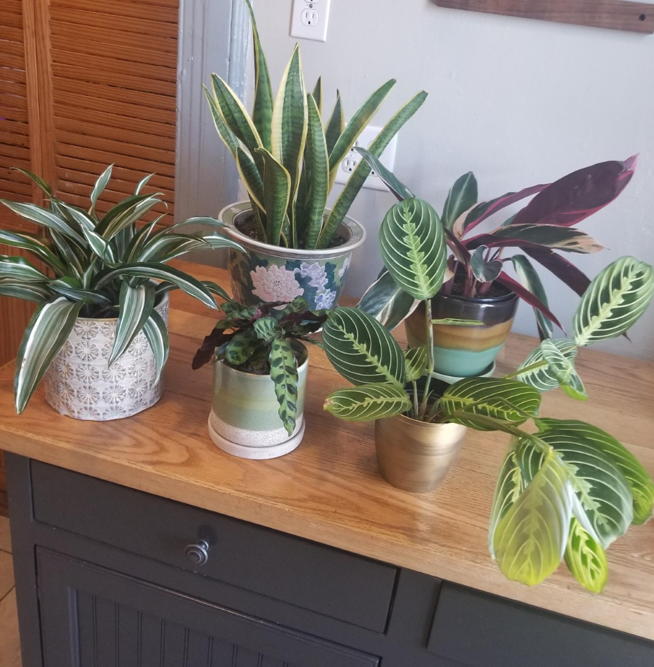 A portion of Diana's plant collection.